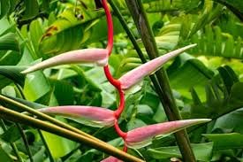 Heliconia bihai